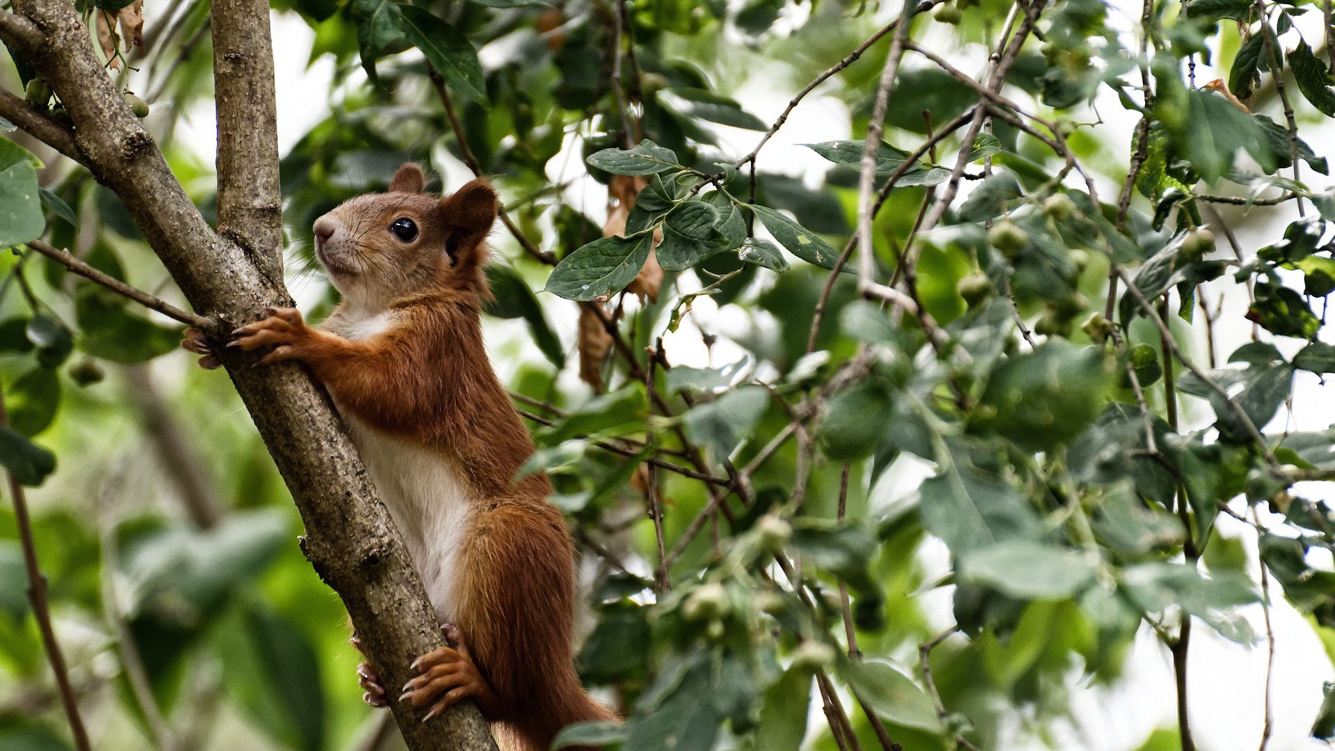 MILANSPORT入口-中超联赛赛程与积分趋势解析，中超联赛赛程积分排名