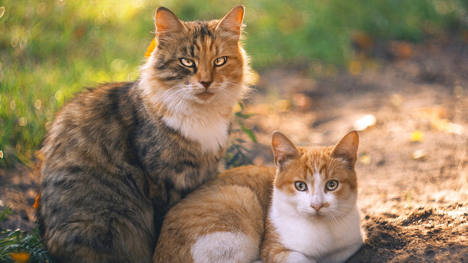 米兰体育官网-西班牙男队接力组合默契提升，西班牙 队员