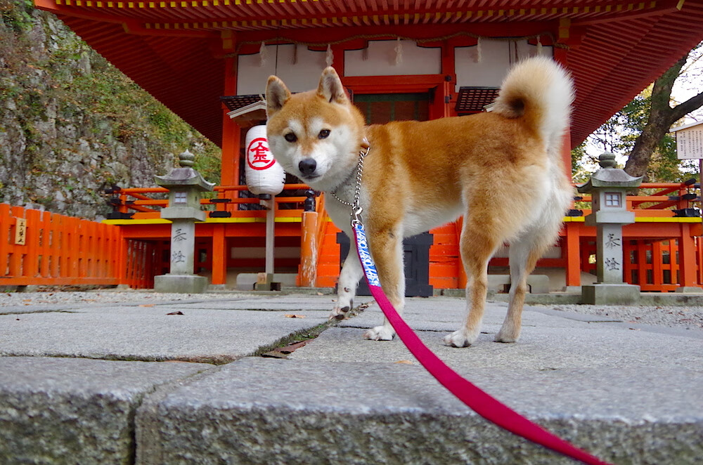 -美洲杯逆境中崛起：英雄扬眉吐气！，美洲杯精彩