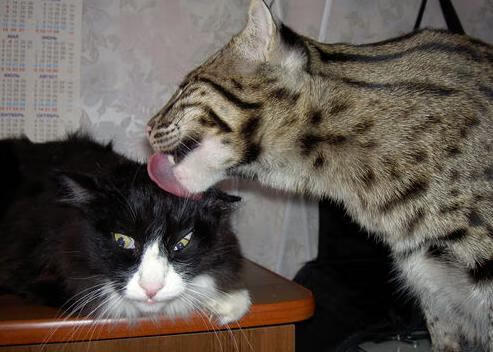 一项“很有意义”的事业，总书记念兹在兹